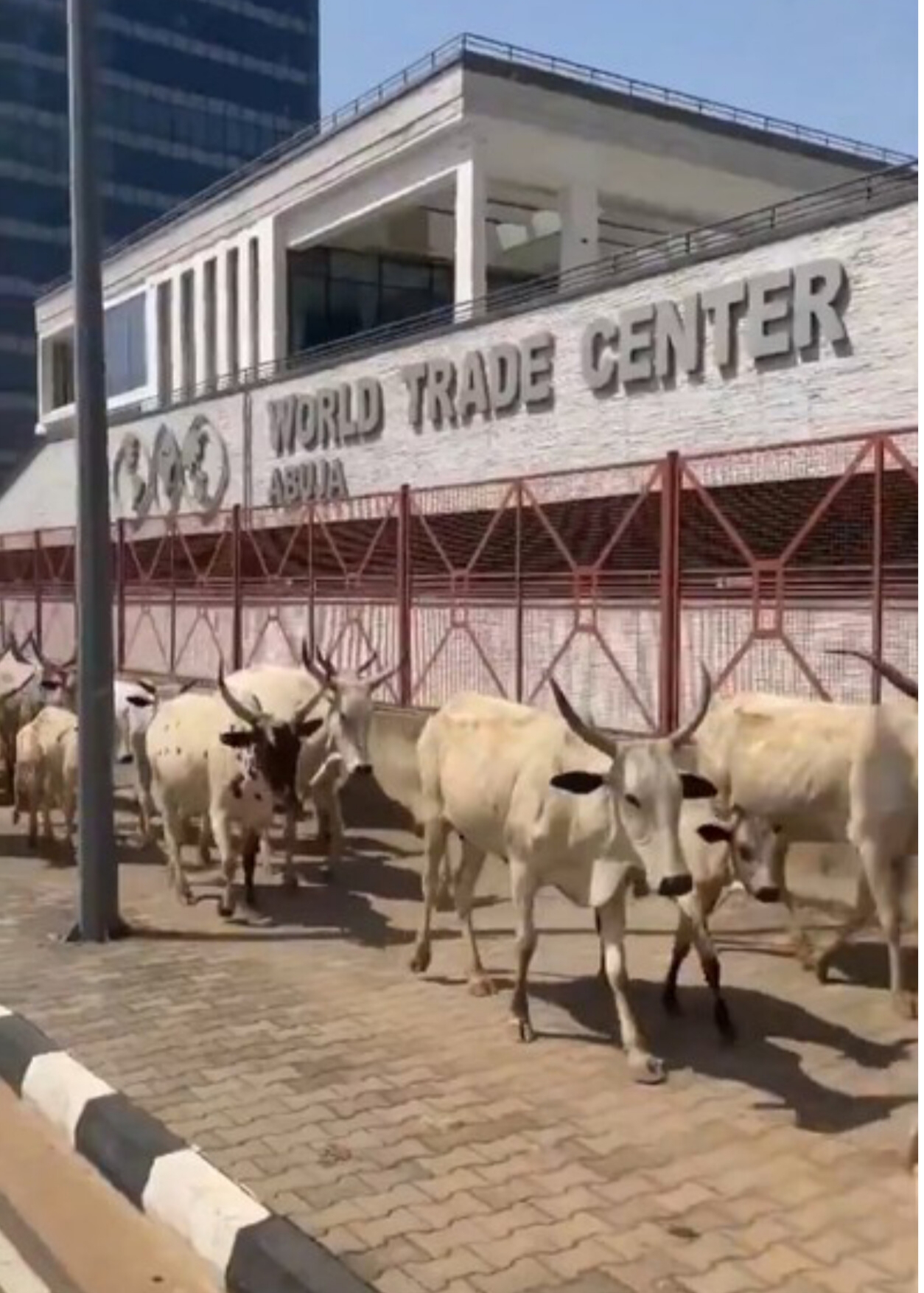 Man Calls on Wike to Act After Cows Are Spotted Roaming World Trade Centre, Abuja